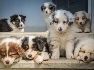 Beaux chiots qui attendent leur gamelle