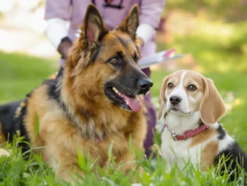 Deux chiens de races différentes dans un jardin