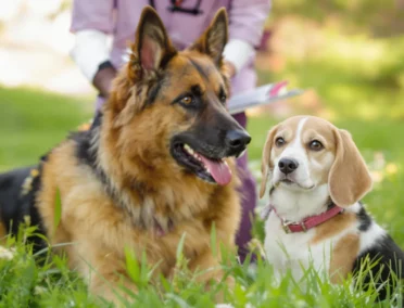 Deux chiens de races différentes dans un jardin