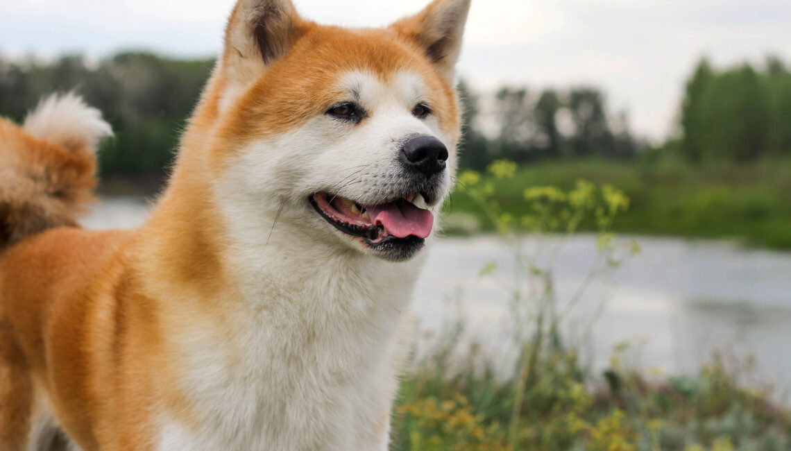 Akita-inu mâle