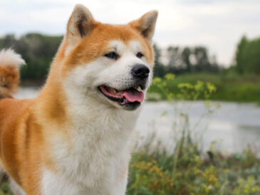 Akita-inu mâle