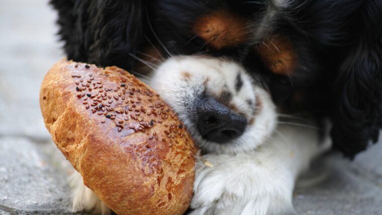 Les aliments dangereux pour les chiens