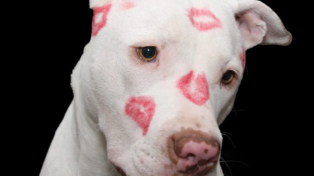 American Staff �?? Polux.fr