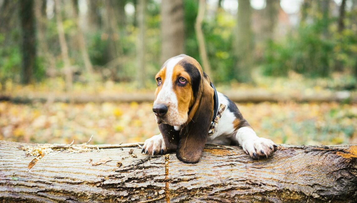 Tête d'un basset artésien Normand