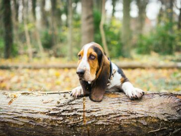 Tête d'un basset artésien Normand