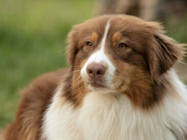 Sauvetage d'un chien : berger australien par des drones