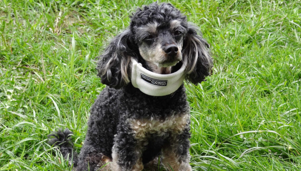 Chien avec une minerve