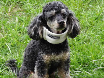 Chien avec une minerve