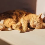 Chat roux qui se repose au soleil