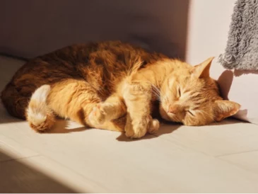 Chat roux qui se repose au soleil