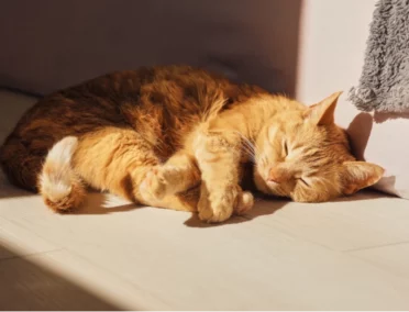 Chat roux qui se repose au soleil