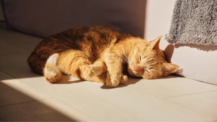 Chat roux qui se repose au soleil