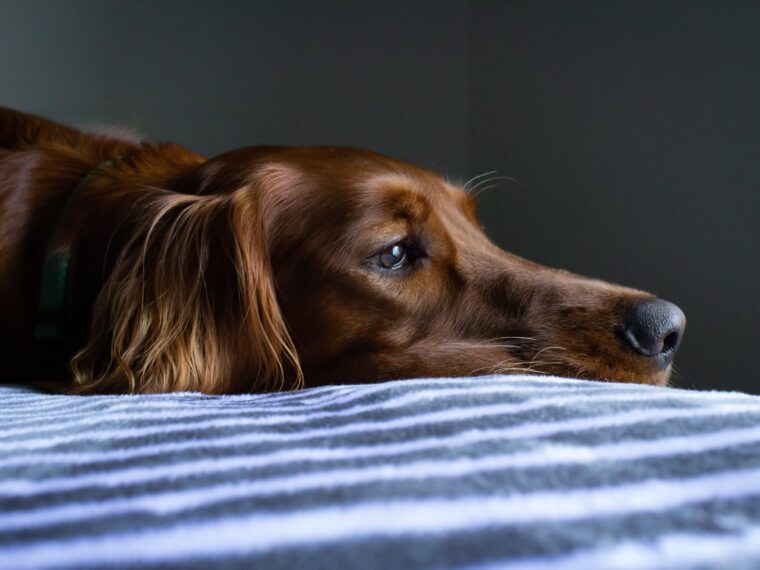 Chien couché qui se repose