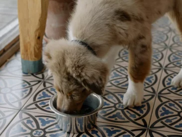 Chien qui mange ces croquettes