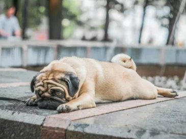 Petit chien qui s'ennuie