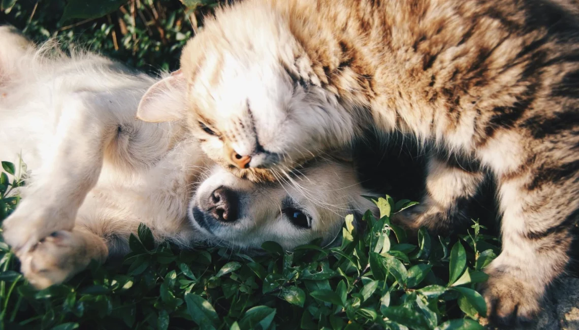 Un chien et un chat qui se font un câlin.
