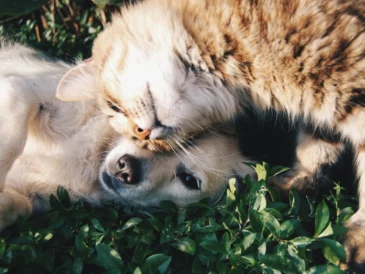Un chien et un chat qui se font un câlin.