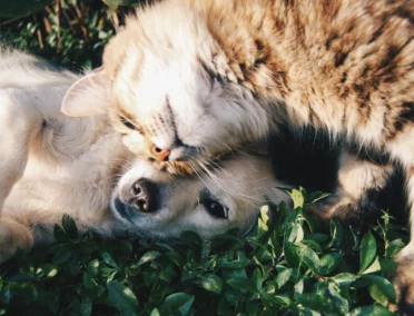 Un chien et un chat qui se font un câlin.