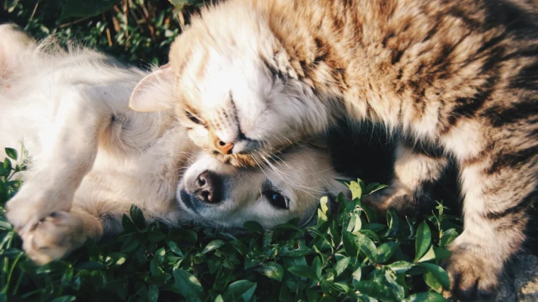 Un chien et un chat qui se font un câlin.