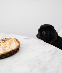 Les chiens sont gourmands : attention au sucre