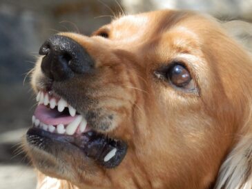 Un chien jaloux qui montre les dents