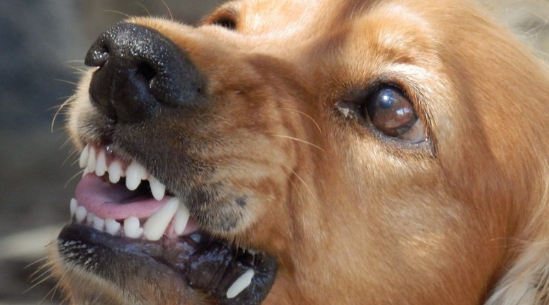 Un chien jaloux qui montre les dents