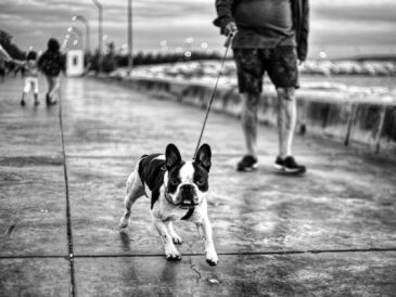 Chien en laisse rétractable pendant la balade