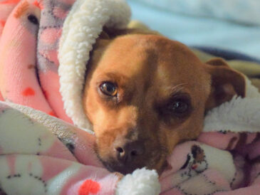 Chien sous une couette