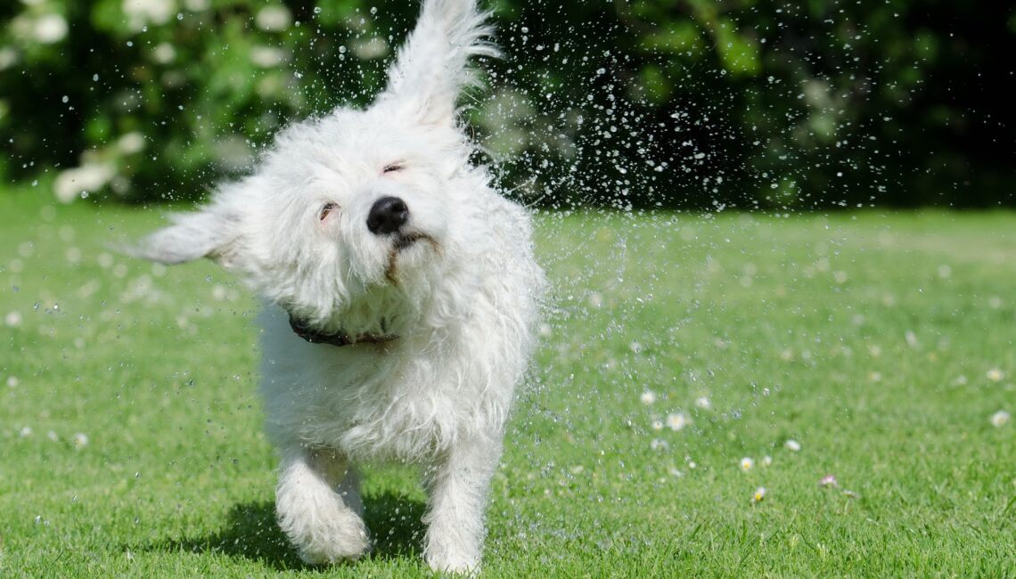 Chien qui se secoue la tête en sortant de l'eau