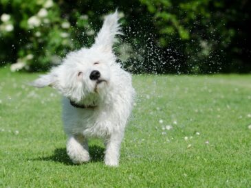 Chien qui se secoue la tête en sortant de l'eau