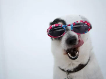 Un chien rigolo avec des lunettes de soleil