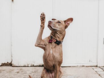 Chien qui lève la patte