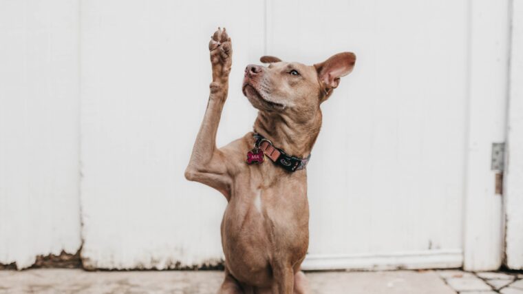 Chien qui lève la patte
