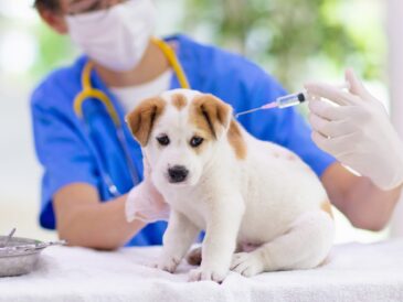 Un chien en train de se faire vacciner