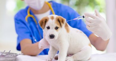 Un chien en train de se faire vacciner