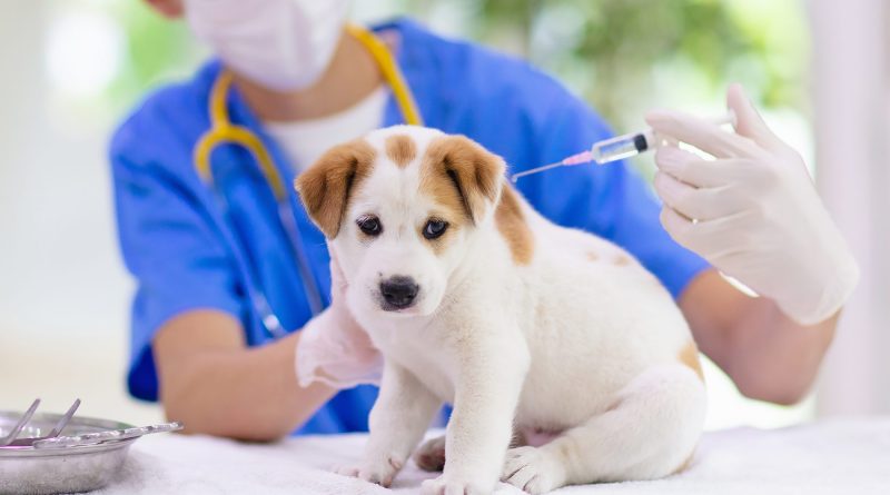 Un chien en train de se faire vacciner
