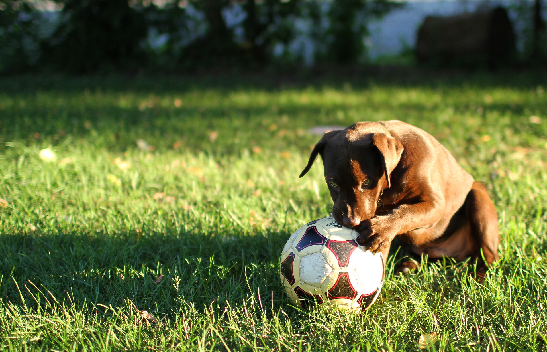 Quels sports  pratiquer avec votre chien  Polux fr