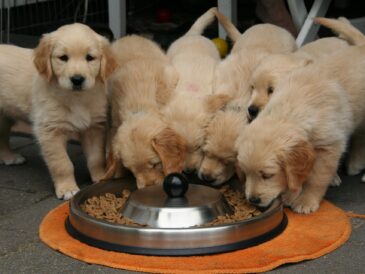 Des chiots en plein repas