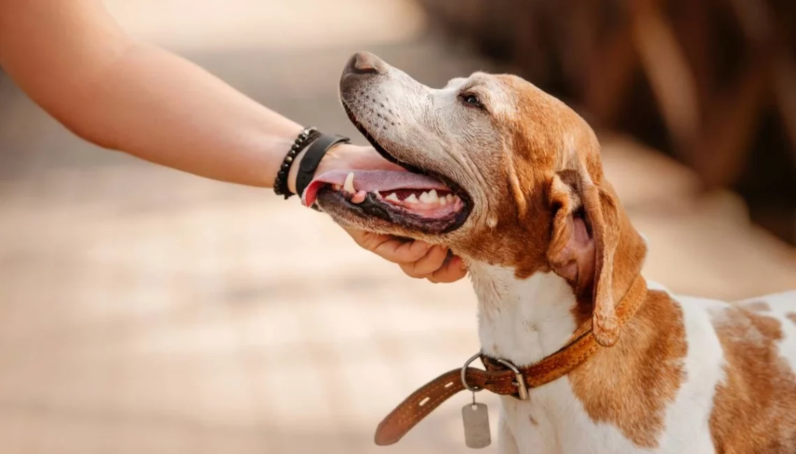 Un chien qui se fait caresser
