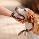 Un chien qui se fait caresser