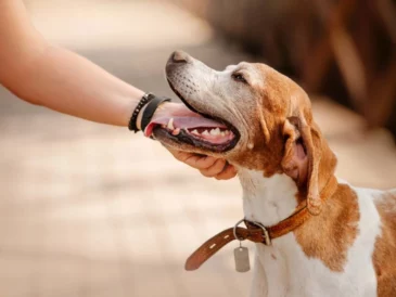 Un chien qui se fait caresser