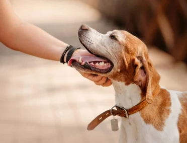 Un chien qui se fait caresser