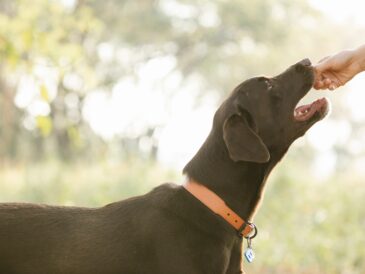 Labrador qui mange dans la main