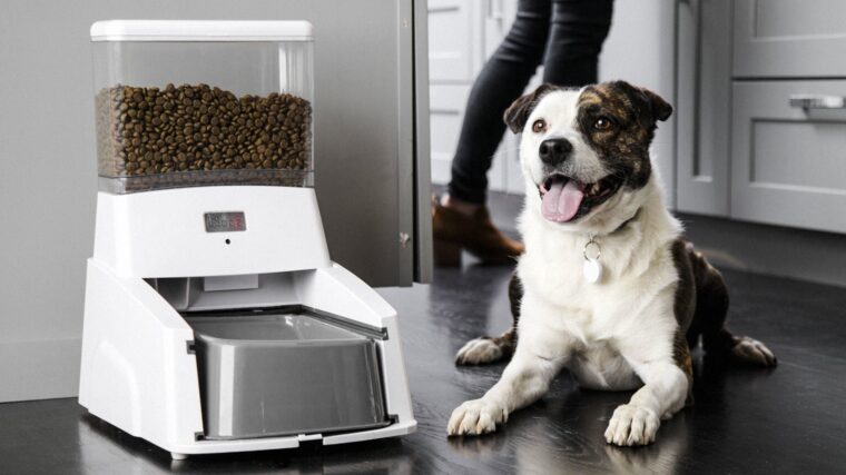 Distributeur de croquettes automatique de croquettes pour chien