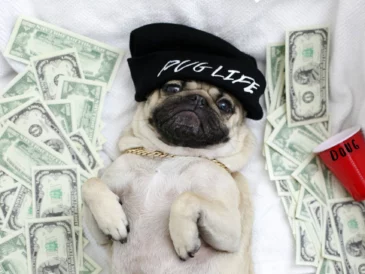 Doug the Pug, chien-influenceur et star d'internet