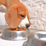 Gamelle design pour chien