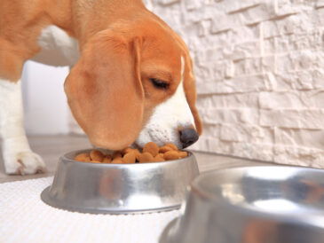 Gamelle design pour chien