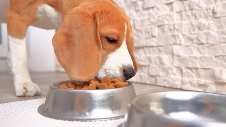 Gamelle design pour chien