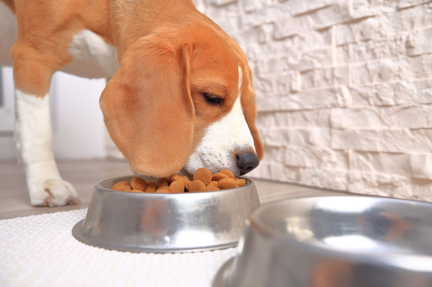 Gamelle design pour chien