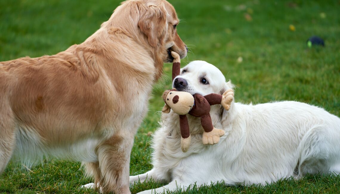 Labradors qui jouent avec une peluche